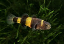 Coachella Valley Aquatics Bumblebee Goby
