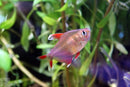 Coachella Valley Aquatics Candycane Tetra