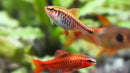 Coachella Valley Aquatics Cherry Barb