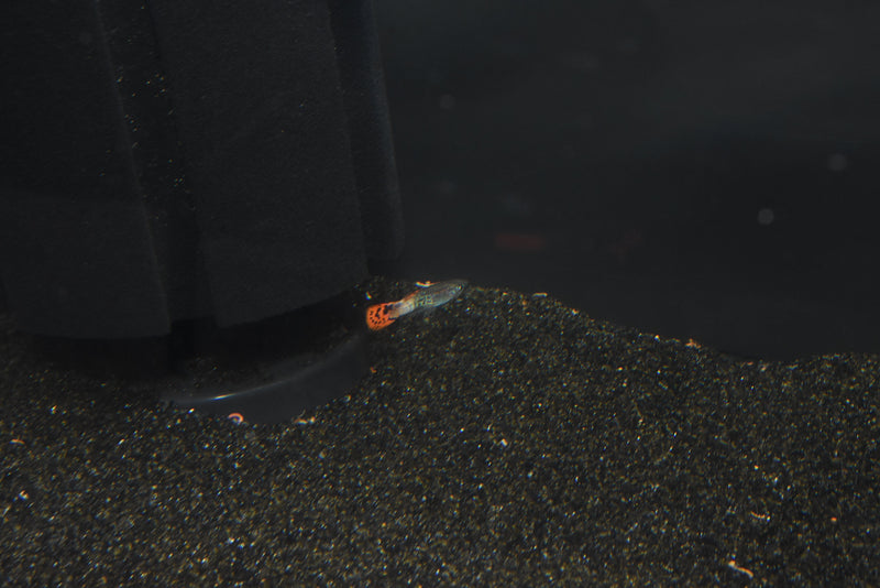 Coachella Valley Aquatics Cobra Guppy