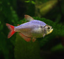 Coachella Valley Aquatics Colombian Tetra