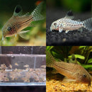 Coachella Valley Aquatics Corydoras Julii Corydoras Julii - CV Aquatics