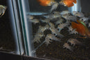 Coachella Valley Aquatics Corydoras Julii Corydoras Julii - CV Aquatics