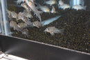 Coachella Valley Aquatics Corydoras Julii Corydoras Julii - CV Aquatics