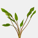 Coachella Valley Aquatics Cryptocoryne Lutea Cryptocoryne Lutea - CV Aquatics