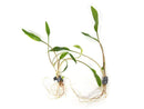 Coachella Valley Aquatics Cryptocoryne Lutea Cryptocoryne Lutea - CV Aquatics