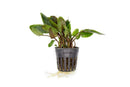 Coachella Valley Aquatics Cryptocoryne Wendtii