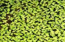 Coachella Valley Aquatics Duckweed - 1oz portion Duckweed - 1oz portion - CV Aquatics