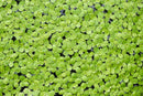 Coachella Valley Aquatics Duckweed - 1oz portion Duckweed - 1oz portion - CV Aquatics
