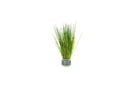 Coachella Valley Aquatics Dwarf Hair Grass
