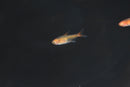 Coachella Valley Aquatics Ember Tetra