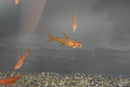 Coachella Valley Aquatics Ember Tetra