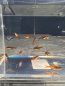 Coachella Valley Aquatics Ember Tetra
