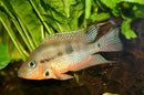 Coachella Valley Aquatics Firemouth Cichlid
