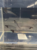 Coachella Valley Aquatics Glass Catfish