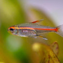 Coachella Valley Aquatics Glolight Tetra