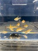 Coachella Valley Aquatics Gold Pristella Tetra