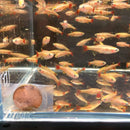 Coachella Valley Aquatics Golden White Cloud Mountain Minnow