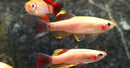 Coachella Valley Aquatics Golden White Cloud Mountain Minnow