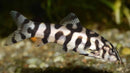 Coachella Valley Aquatics Golden Zebra Loach