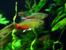 Coachella Valley Aquatics Greenfire Tetra