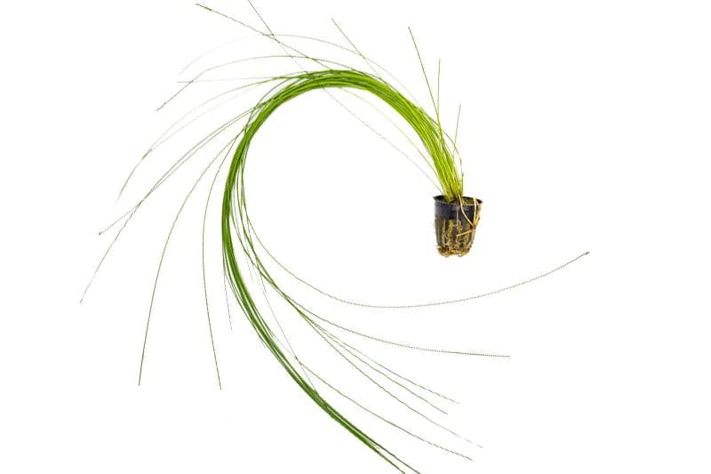 Coachella Valley Aquatics Hair Grass (Eleocharis Parvulus)