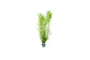 Coachella Valley Aquatics Hornwort