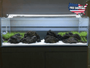 Coachella Valley Aquatics Icelandic Lava Stone - Black Icelandic Lava Stone Black - CV Aquatics