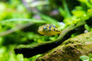 Coachella Valley Aquatics Indian Dwarf Pea Puffer Indian Dwarf Pea Puffer - CV Aquatics