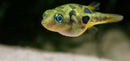 Coachella Valley Aquatics Indian Dwarf Pea Puffer Indian Dwarf Pea Puffer - CV Aquatics