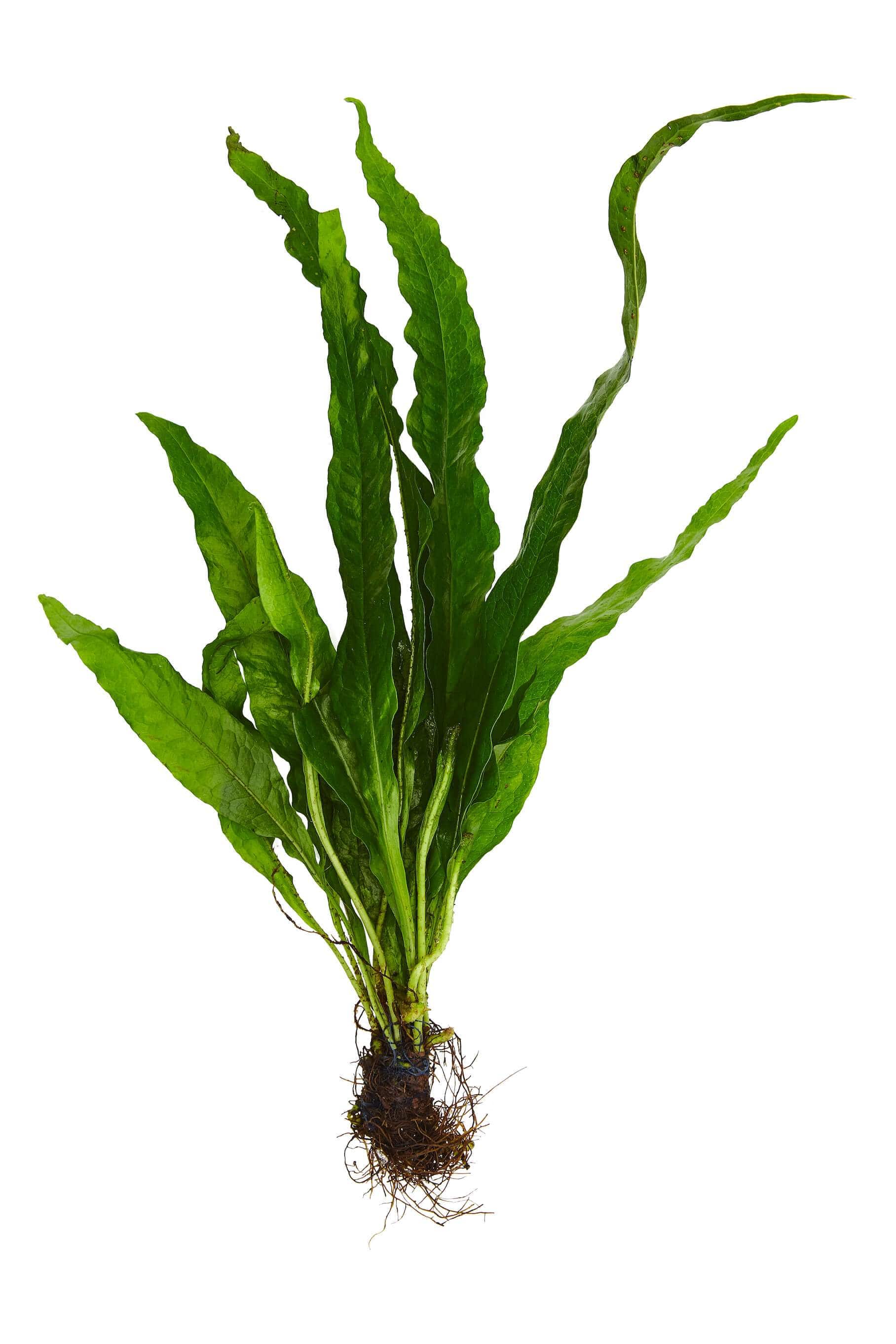 Buy Java Fern For Your Aquarium