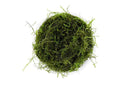 Coachella Valley Aquatics Java Moss Portion