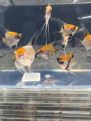 Coachella Valley Aquatics Koi Angelfish