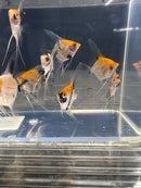 Coachella Valley Aquatics Koi Angelfish