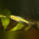Coachella Valley Aquatics Kubotai Rasbora