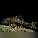 Coachella Valley Aquatics L-104 Pleco (Clown Pleco) 2-3 inch