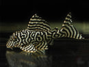 Coachella Valley Aquatics L-333 King Tiger Pleco
