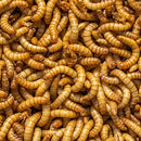 Coachella Valley Aquatics Live Mealworm Feeders