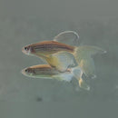 Coachella Valley Aquatics Longfin Danio