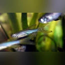 Coachella Valley Aquatics Longfin Danio
