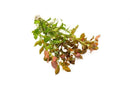 Coachella Valley Aquatics Ludwigia Repens Ludwigia Repens - CV Aquatics