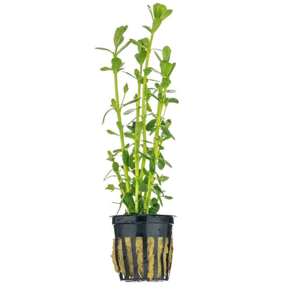 Moneywort (bacopa monnieri)