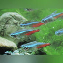 Coachella Valley Aquatics Neon Tetra
