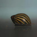 Coachella Valley Aquatics Nerite Snail- Assorted
