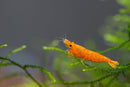 Coachella Valley Aquatics Orange Pumpkin Shrimp