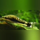 Coachella Valley Aquatics Otocinclus Catfish