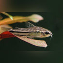 Coachella Valley Aquatics Pygmy Corydora