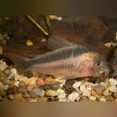 Coachella Valley Aquatics Rabutai Corydora