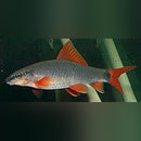 Coachella Valley Aquatics Rainbow Shark