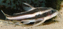 Coachella Valley Aquatics Raphael Catfish